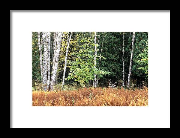 Landscape Framed Print featuring the photograph Forest and Ferns in the Autumn by Laura Tucker