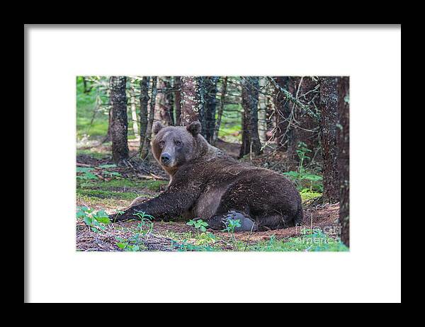 Bear Framed Print featuring the photograph Forest Bear by Chris Scroggins