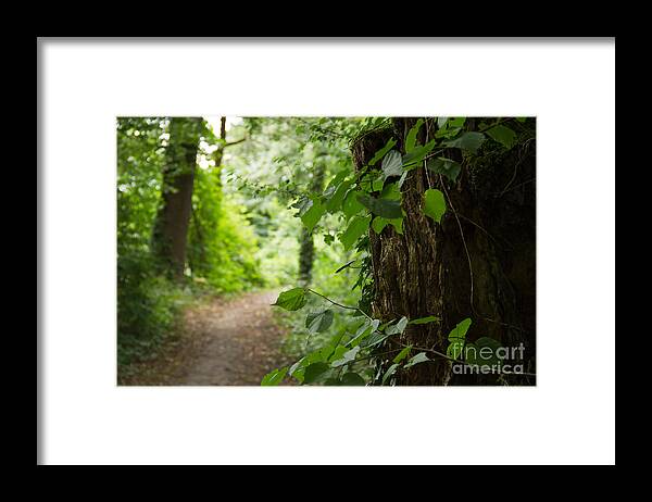 Wald Framed Print featuring the photograph Forest by Christine Sponchia