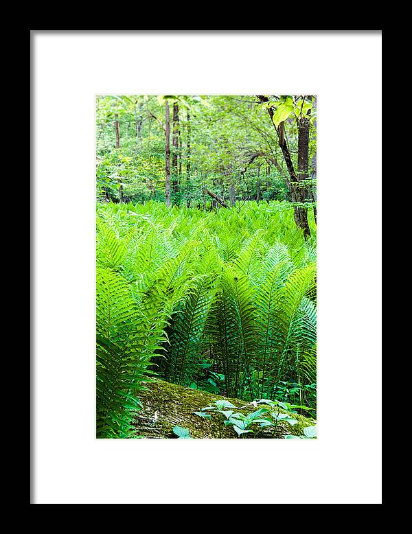 Michigan Framed Print featuring the photograph Forest Ferns  by Lars Lentz