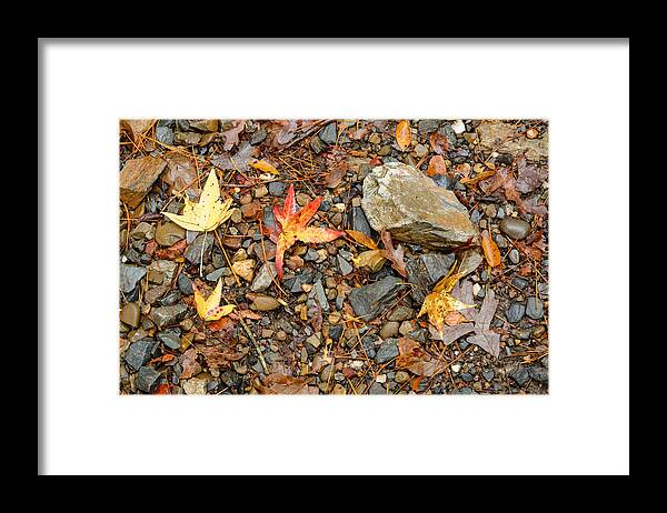 Beaver's Bend State Park Framed Print featuring the photograph Forest Floor Beaver's Bend State Park Oklahoma by Silvio Ligutti