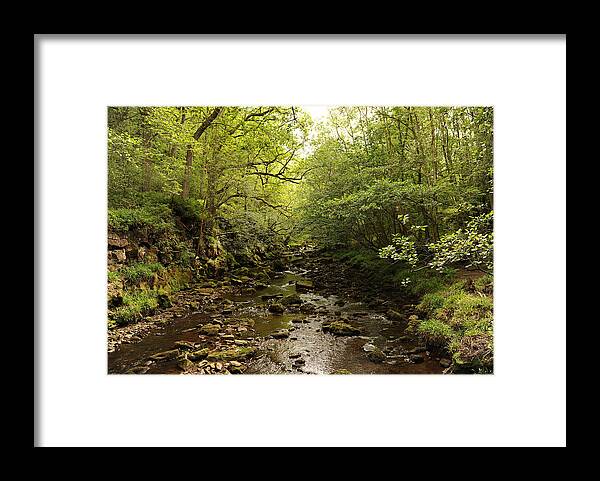 Forest Framed Print featuring the photograph Forest by Gouzel -