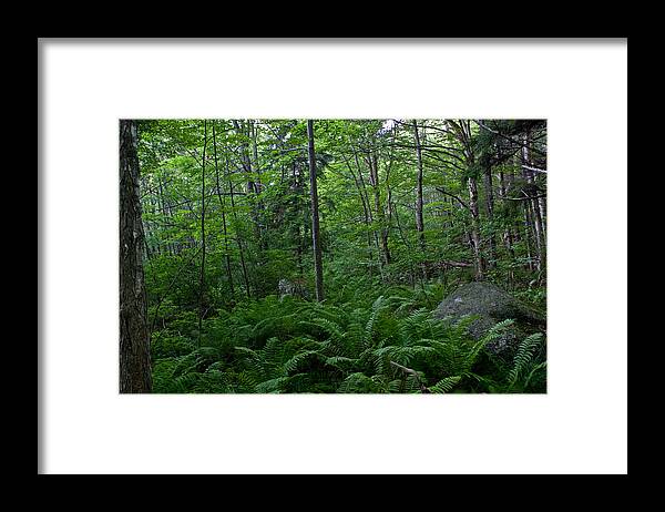 Landscape Framed Print featuring the photograph Forest Green by Greg DeBeck