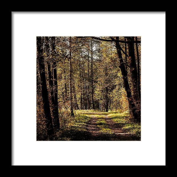 Forest Framed Print featuring the photograph Forest by Illusorium Illustration