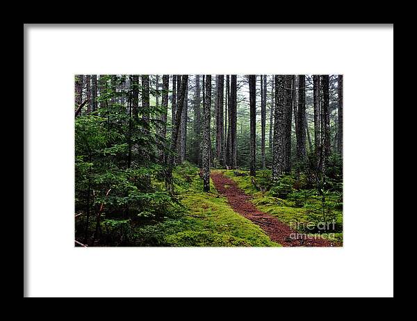 Woods Framed Print featuring the photograph Forest by Karin Pinkham