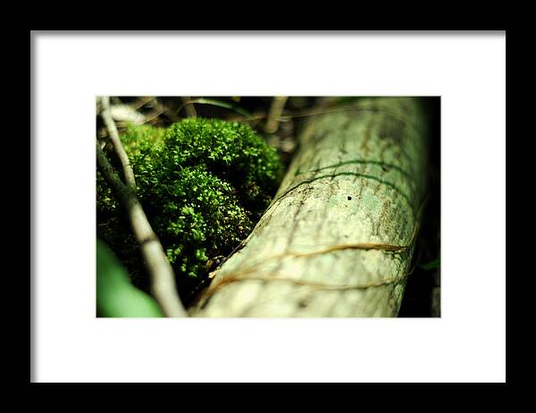 Heart Shape Framed Print featuring the photograph Forest Love by Rebecca Sherman