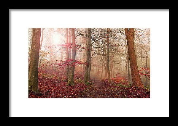 Denmark Framed Print featuring the photograph Forest Scene. by Leif L??ndal
