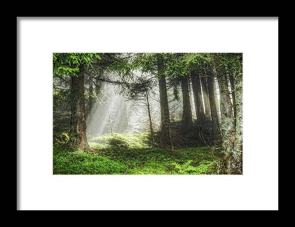 Scenics Framed Print featuring the photograph Forest Sunbeam by Davelongmedia