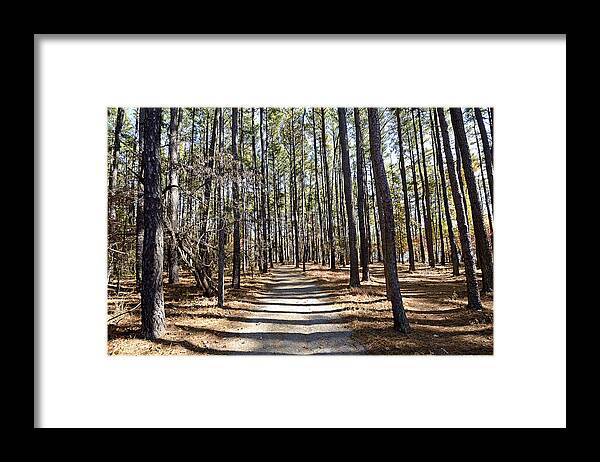smith Mountain Lake Framed Print featuring the photograph Forest Trail - Smith Mountain Lake - Virginia by Brendan Reals