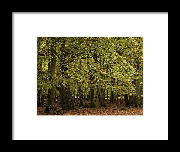 Forest Framed Print featuring the photograph Forest Visitor by Inge Riis McDonald