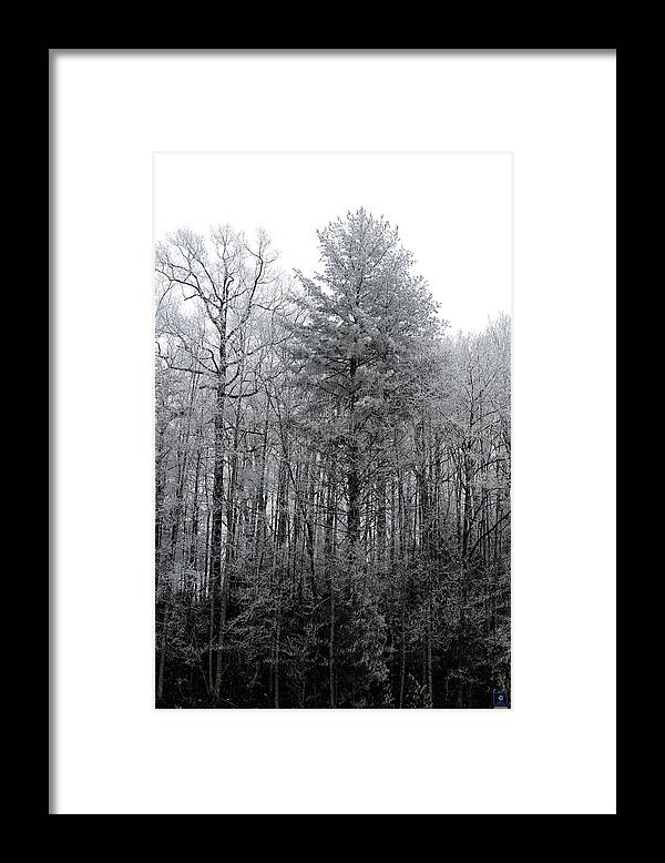 Landscape Framed Print featuring the photograph Forest With Freezing Fog by Daniel Reed