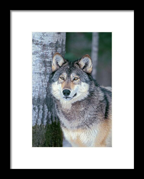 Wolf Framed Print featuring the photograph Forest Wolf by D Robert Franz