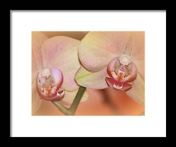 Always Framed Print featuring the photograph Forever Orchids by The Art Of Marilyn Ridoutt-Greene