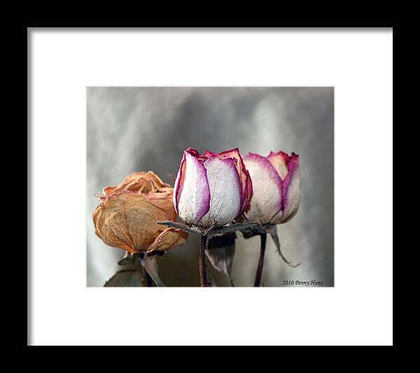 Rose Framed Print featuring the photograph Forever Roses by Penny Hunt