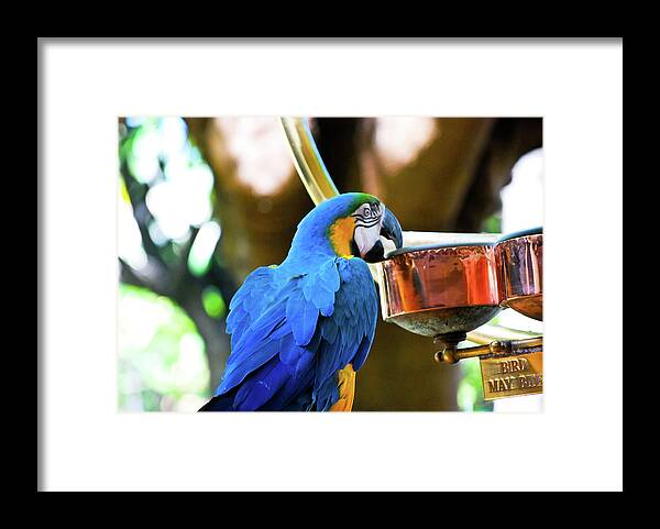 Agapornis Framed Print featuring the photograph Forewarned by Christi Kraft