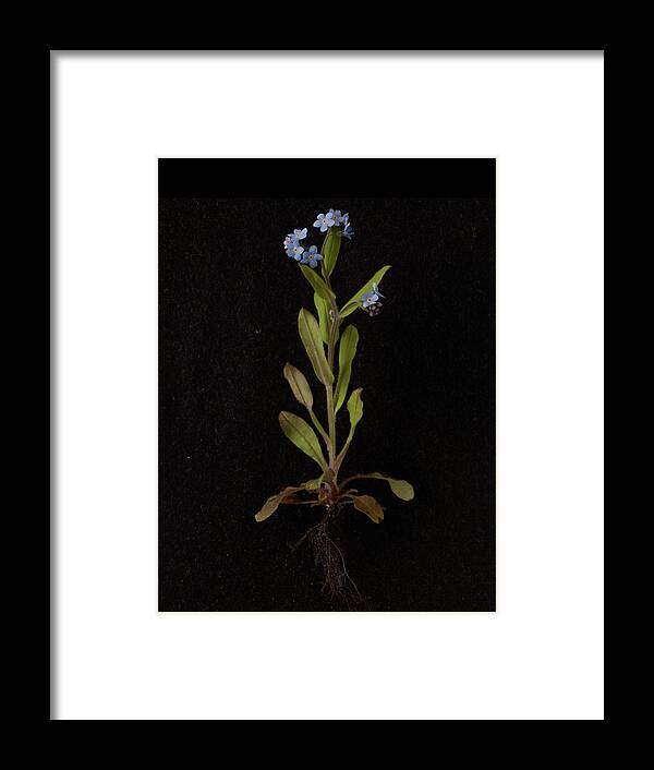 Black Background Framed Print featuring the photograph Forget-me-not Plant On Black Background by William Turner