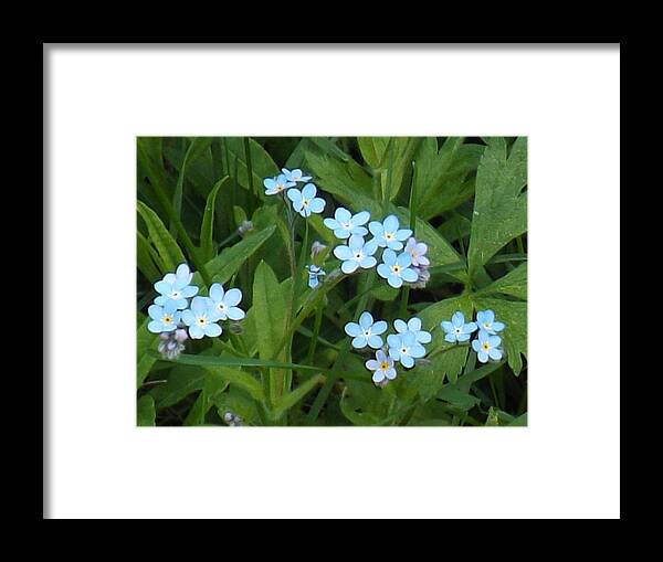 Flower Framed Print featuring the photograph Forget Me Nots by Brenda Brown