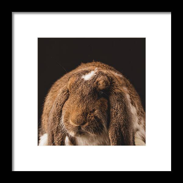 Channel Islands Framed Print featuring the photograph Fortunate Tails by Matt Porteous