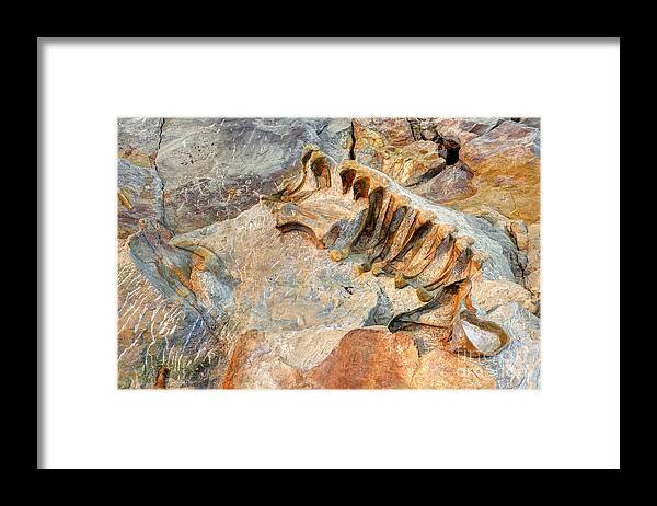 Fossil Framed Print featuring the photograph Fossilized Dinosaur Ribs - Dinosaur National National Monument by Gary Whitton