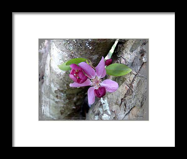 Crabapple Framed Print featuring the photograph Found Treasure by Pete Trenholm