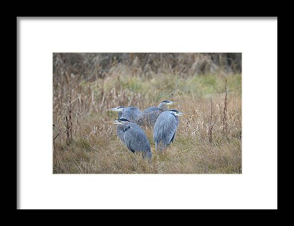 Great Blue Herons Framed Print featuring the photograph Four Herons by Ronda Broatch