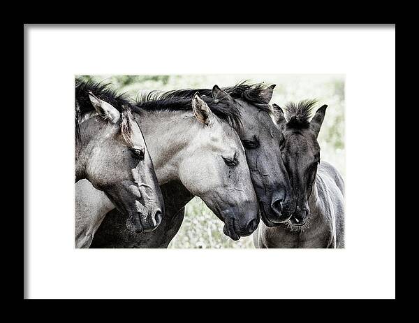 Konik Framed Print featuring the photograph Four Konik Horses by Jaap Van Den