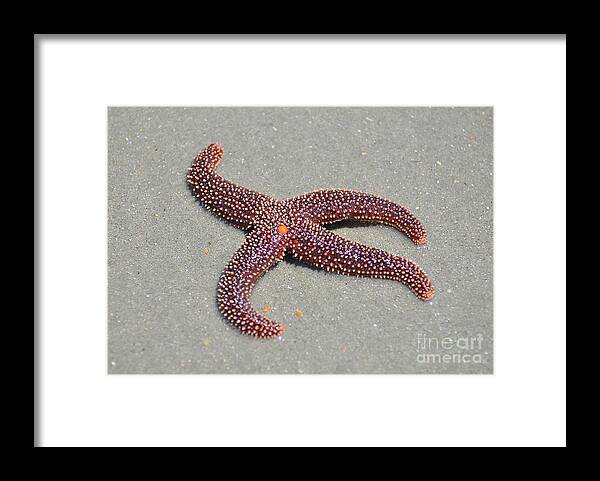 Starfish Framed Print featuring the photograph Four Legged Starfish by Kathy Baccari