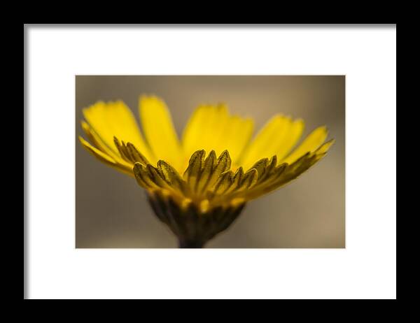 Wildflower Framed Print featuring the photograph Four-Nerve Daisy by Steven Schwartzman