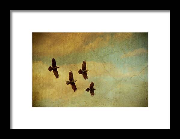 Ravens Framed Print featuring the photograph Four Ravens Flying by Peggy Collins