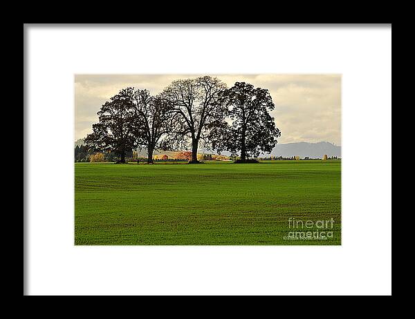 Photos Framed Print featuring the photograph Four Trees by Tonia Noelle