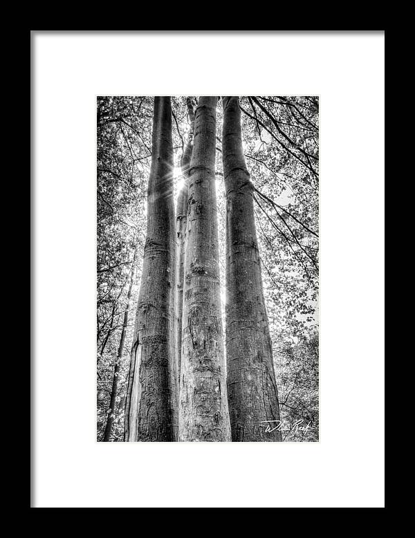 Tree Framed Print featuring the photograph Four Trunks by William Reek