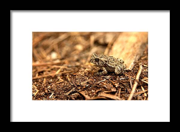 Fowler's Toad at Trap Pond Framed Print by Anna Lisa Yoder - Fine Art  America