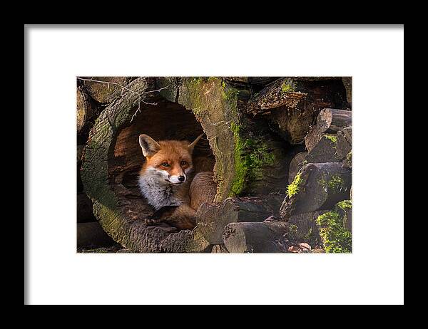 Fox Framed Print featuring the photograph Fox by Cees Van Ginkel
