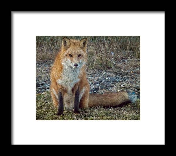 Fox Framed Print featuring the photograph Fox In Oil by Cathy Kovarik
