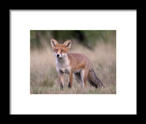 Vertebrate Framed Print featuring the photograph Fox Looking Up by Richard Mcmanus