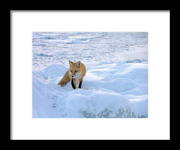 Red Fox Framed Print featuring the photograph Fox of the North II by Mary Amerman
