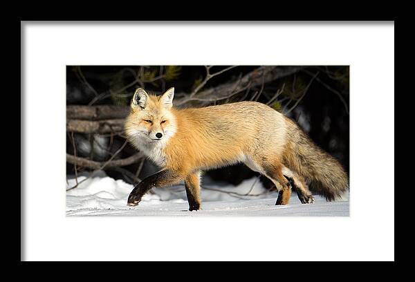 Fox Framed Print featuring the photograph Fox On a Stroll by Michael Ash