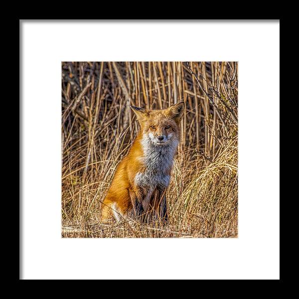 Fox Framed Print featuring the photograph Fox Square by Cathy Kovarik