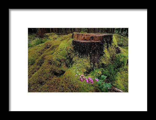 Digitalis Pupurea Framed Print featuring the photograph Foxglove Flowers by Duncan Shaw/science Photo Library