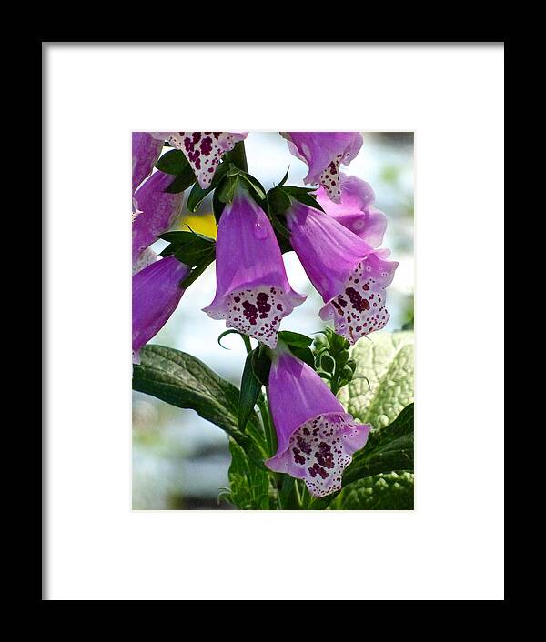 Nature Framed Print featuring the photograph Foxglove by Pat Exum