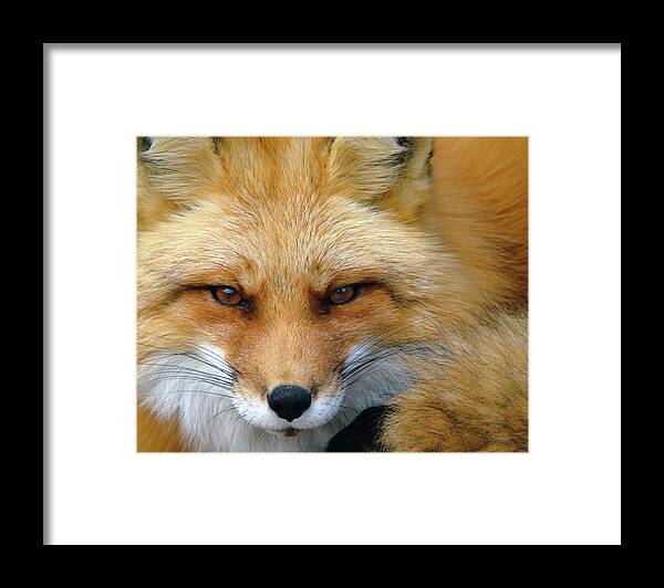 Animal Framed Print featuring the photograph Foxy Lady by Alain Turgeon