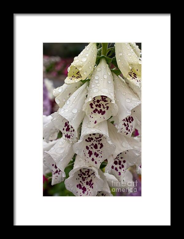 Foxglove Framed Print featuring the photograph Foxy Lady by Peggy Hughes