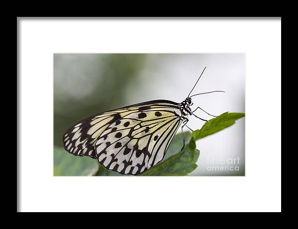 Clare Bambers Framed Print featuring the photograph Fragile Beauty by Clare Bambers