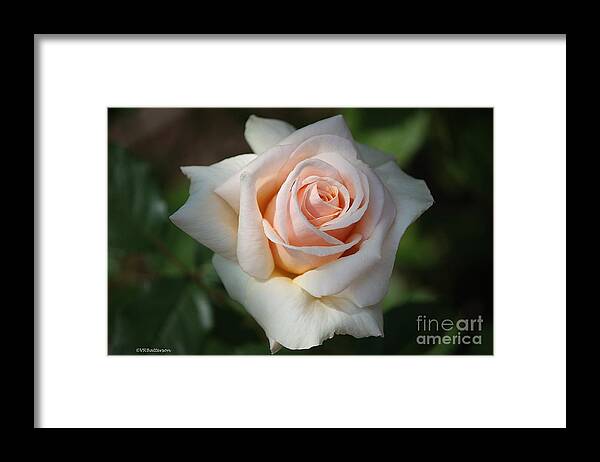 Rose Framed Print featuring the photograph Fragrance by Veronica Batterson