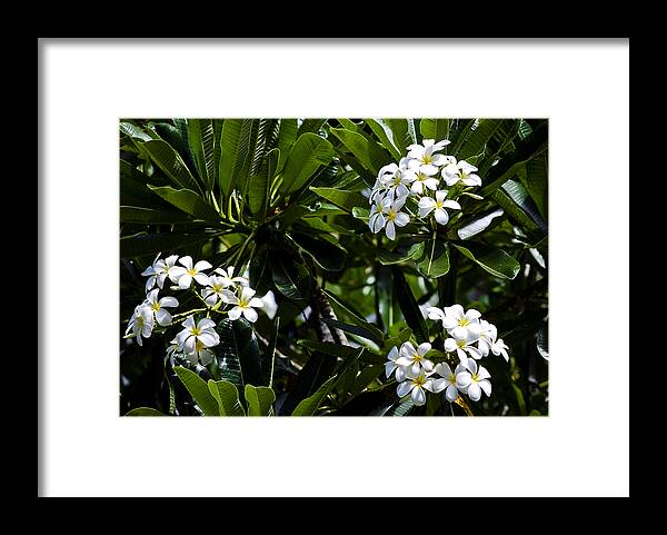 Aloha Framed Print featuring the photograph Fragrant Clusters by Christi Kraft