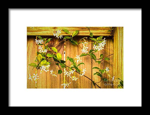 Bob And Nancy Kendrick Framed Print featuring the photograph Fragrant Jasmine by Bob and Nancy Kendrick