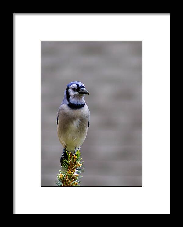 Bluejay Framed Print featuring the photograph Framed Bluejay by LeeAnn McLaneGoetz McLaneGoetzStudioLLCcom