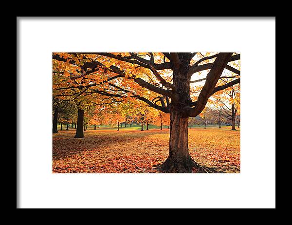Scott Rackers Framed Print featuring the photograph Francis Park Autumn Maple by Scott Rackers