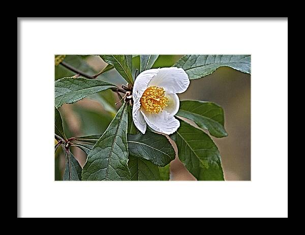 Franklinia Framed Print featuring the photograph Franklinia Blossom by Constantine Gregory