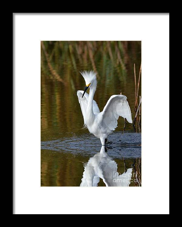Egrets Framed Print featuring the photograph Frazzled by Kathy Baccari